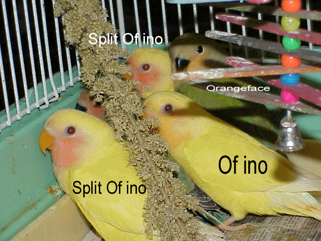 Orangeface babies